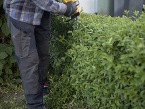 Beskära träd & buskar