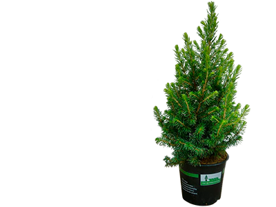 Vintergröna växter