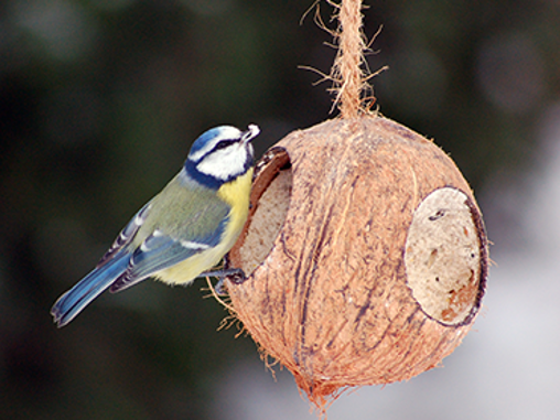 Välj rätt fågelmat