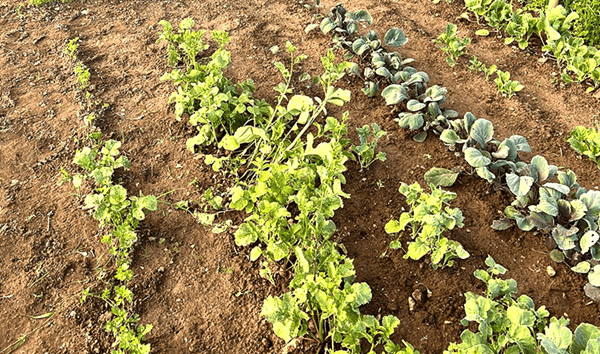Flera rader med grödor i en köksträdgård
