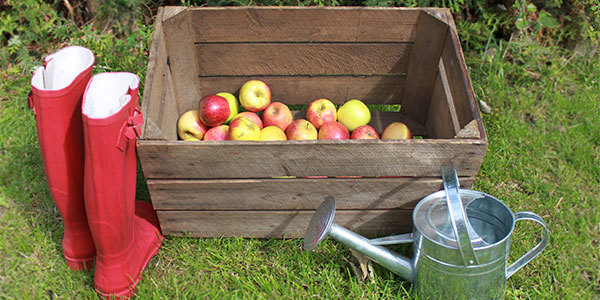 Äpplen i äppellåda