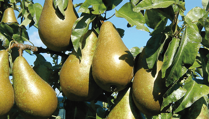 Mogna päron som hänger i ett träd