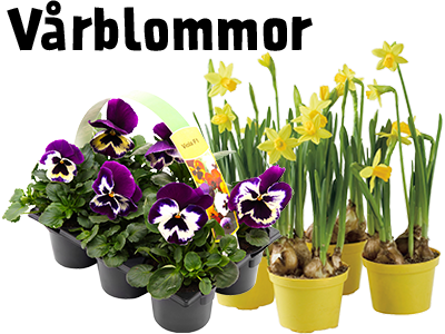 Vårblommor