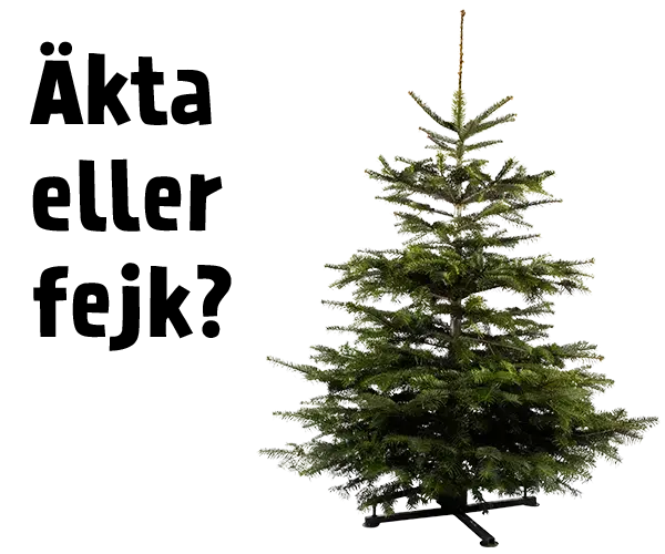 Äkta eller fejk julgran