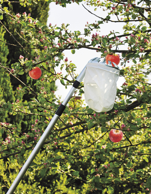 Fruktplockare plockar äpple i träd